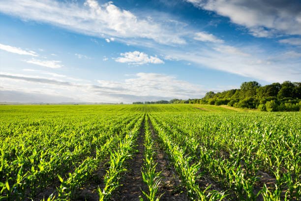 Rows of corn stretching across a large farm field