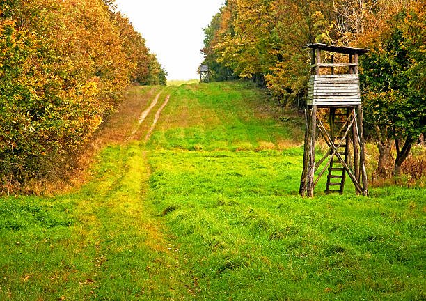 A grassy lane between autumn tree lines with a wooden hunting stand
